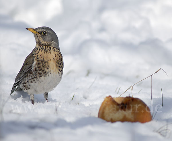 Wacholderdrossel (Turdus pilaris)