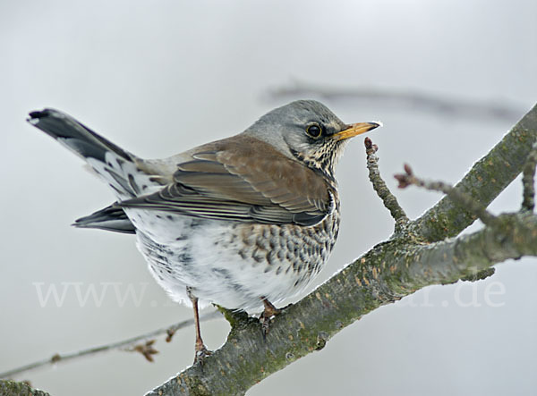 Wacholderdrossel (Turdus pilaris)