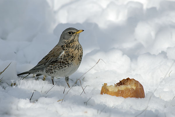 Wacholderdrossel (Turdus pilaris)