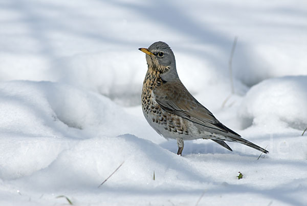 Wacholderdrossel (Turdus pilaris)