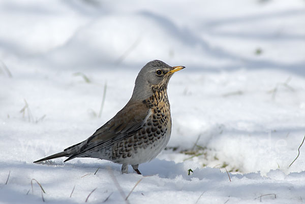 Wacholderdrossel (Turdus pilaris)