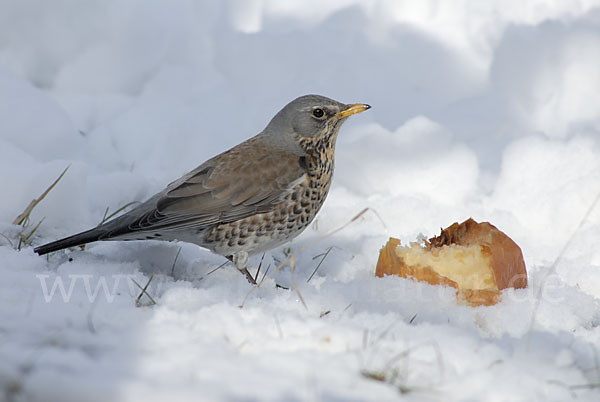 Wacholderdrossel (Turdus pilaris)