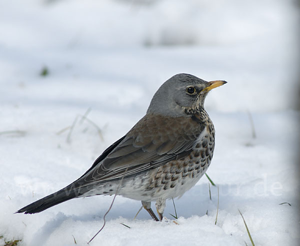 Wacholderdrossel (Turdus pilaris)