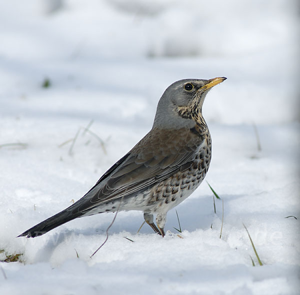 Wacholderdrossel (Turdus pilaris)