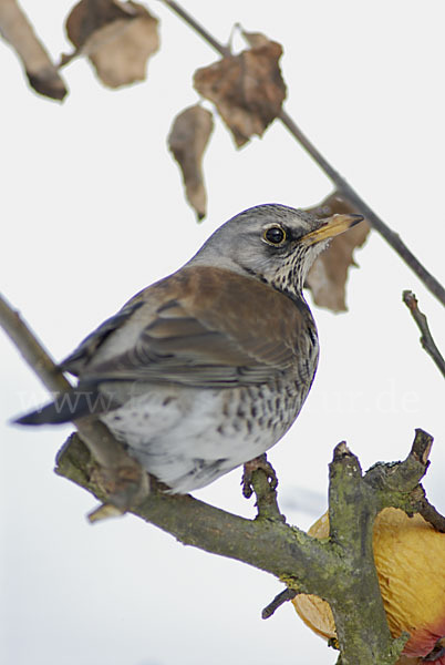 Wacholderdrossel (Turdus pilaris)