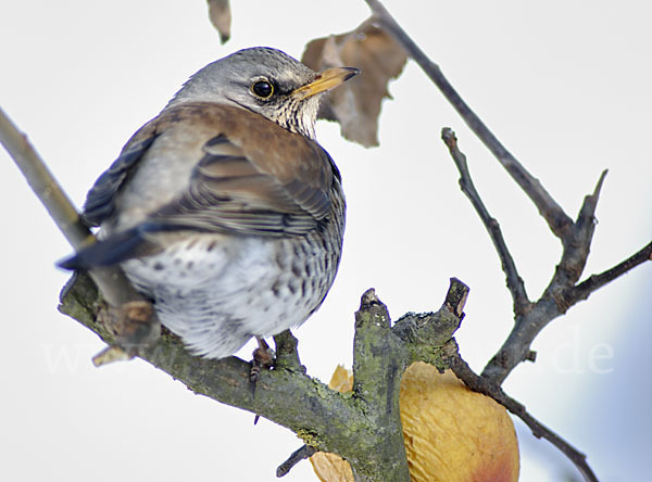 Wacholderdrossel (Turdus pilaris)