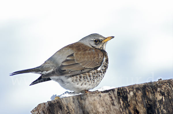 Wacholderdrossel (Turdus pilaris)