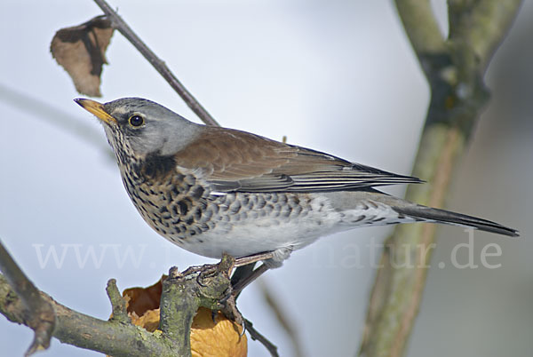 Wacholderdrossel (Turdus pilaris)