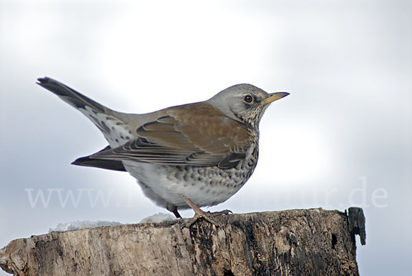 Wacholderdrossel (Turdus pilaris)