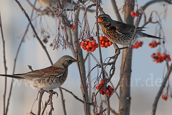 Wacholderdrossel (Turdus pilaris)