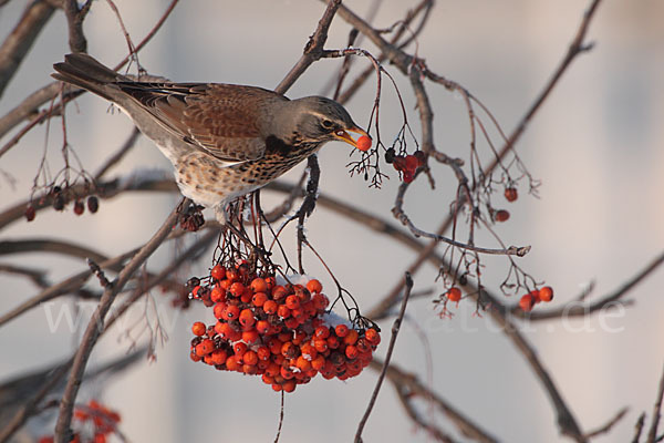 Wacholderdrossel (Turdus pilaris)