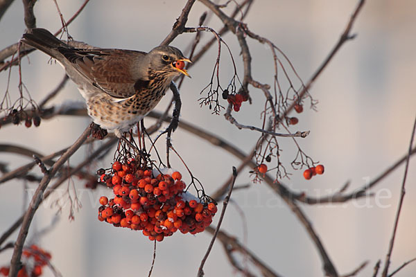 Wacholderdrossel (Turdus pilaris)