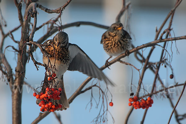 Wacholderdrossel (Turdus pilaris)