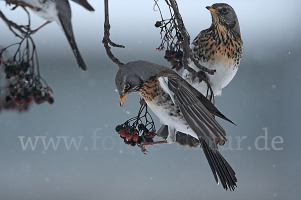 Wacholderdrossel (Turdus pilaris)