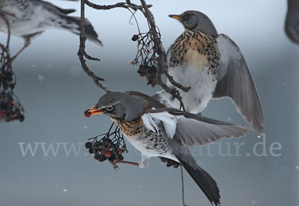 Wacholderdrossel (Turdus pilaris)