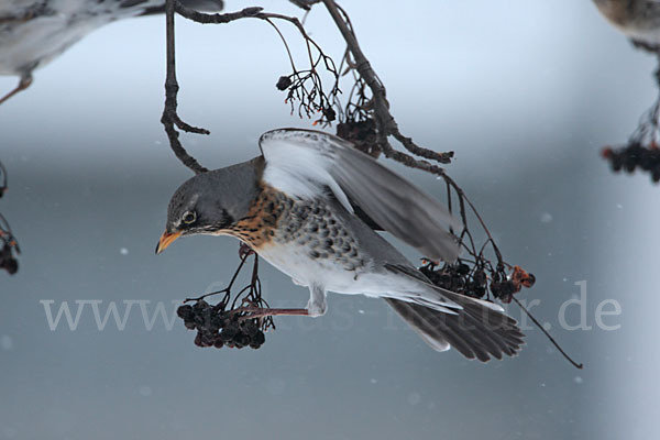 Wacholderdrossel (Turdus pilaris)