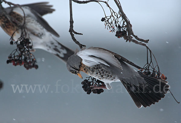 Wacholderdrossel (Turdus pilaris)