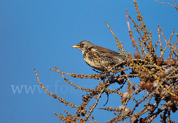 Wacholderdrossel (Turdus pilaris)