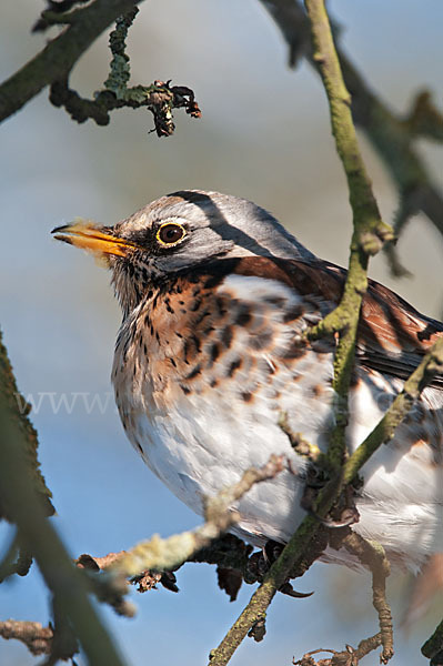 Wacholderdrossel (Turdus pilaris)