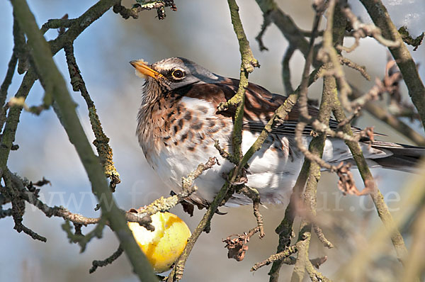 Wacholderdrossel (Turdus pilaris)