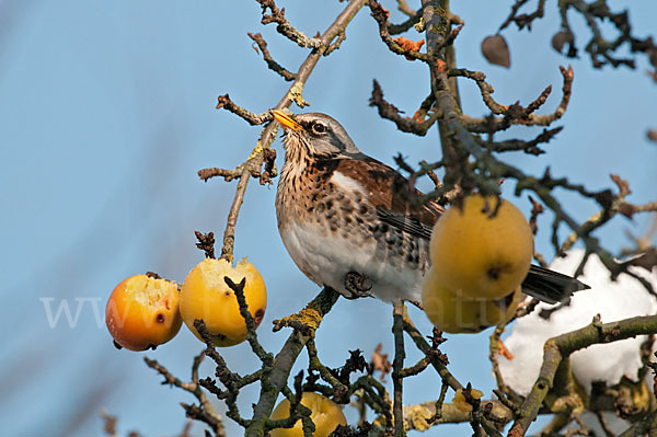 Wacholderdrossel (Turdus pilaris)