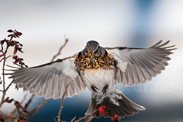 Wacholderdrossel (Turdus pilaris)