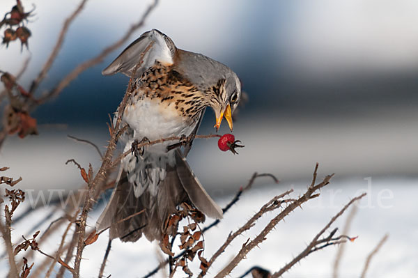 Wacholderdrossel (Turdus pilaris)