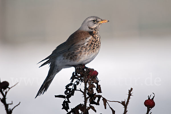 Wacholderdrossel (Turdus pilaris)