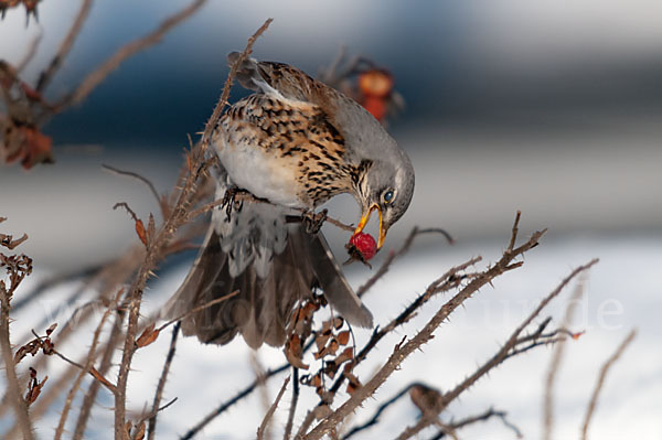 Wacholderdrossel (Turdus pilaris)