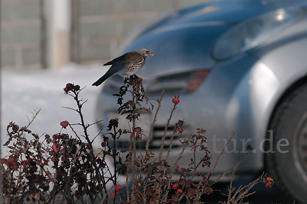 Wacholderdrossel (Turdus pilaris)