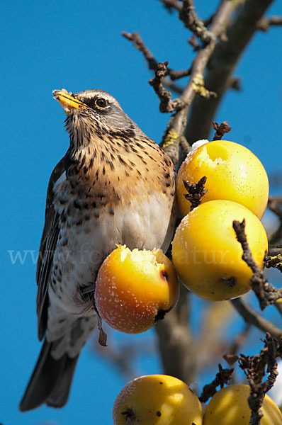 Wacholderdrossel (Turdus pilaris)