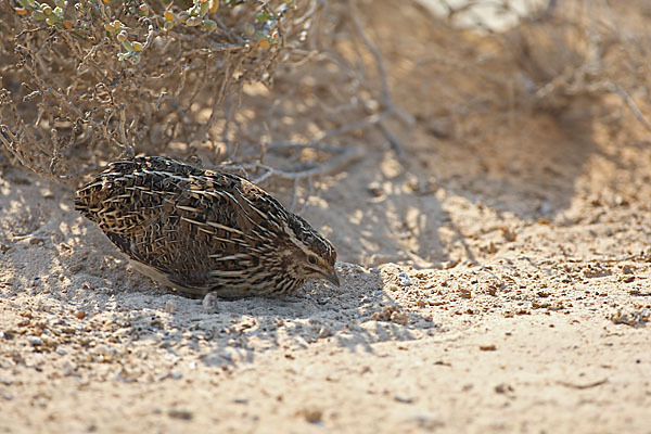 Wachtel (Coturnix coturnix)