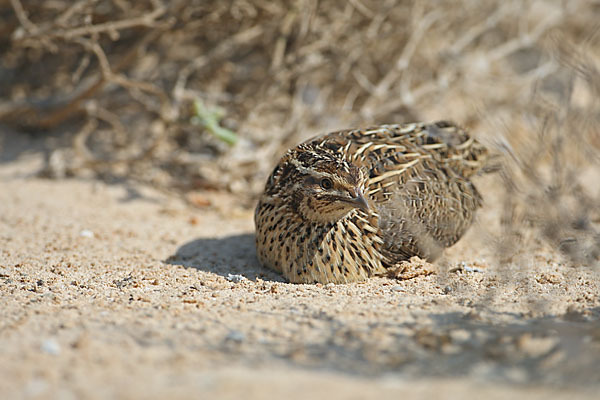 Wachtel (Coturnix coturnix)