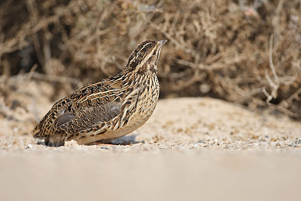 Wachtel (Coturnix coturnix)