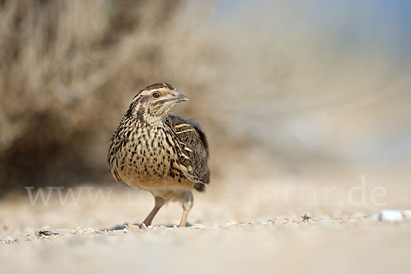 Wachtel (Coturnix coturnix)