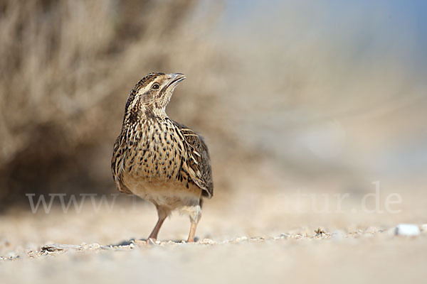 Wachtel (Coturnix coturnix)