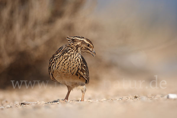 Wachtel (Coturnix coturnix)