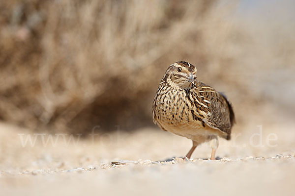 Wachtel (Coturnix coturnix)