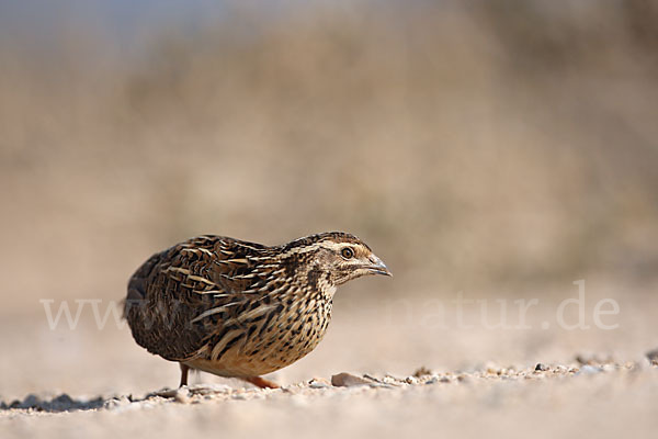 Wachtel (Coturnix coturnix)