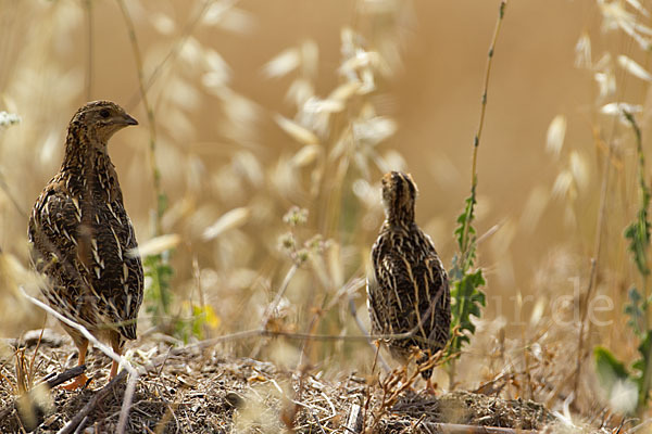 Wachtel (Coturnix coturnix)