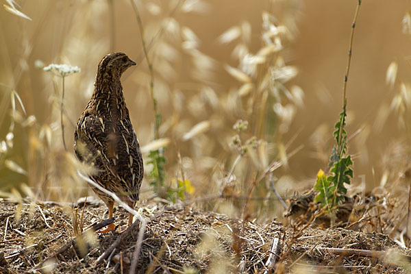 Wachtel (Coturnix coturnix)