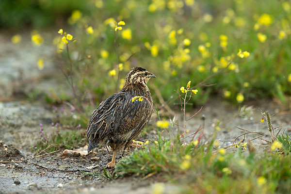 Wachtel (Coturnix coturnix)