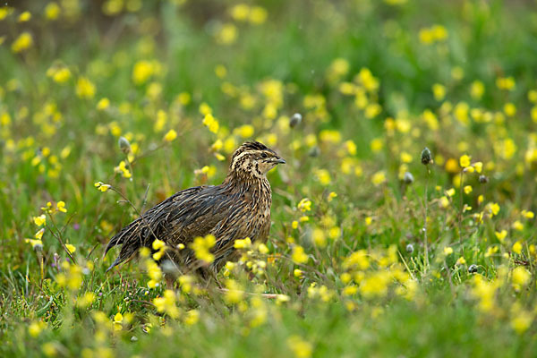 Wachtel (Coturnix coturnix)