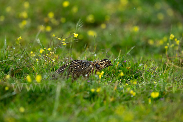 Wachtel (Coturnix coturnix)