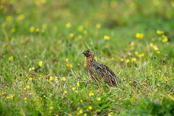 Wachtel (Coturnix coturnix)