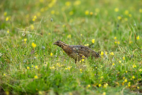 Wachtel (Coturnix coturnix)