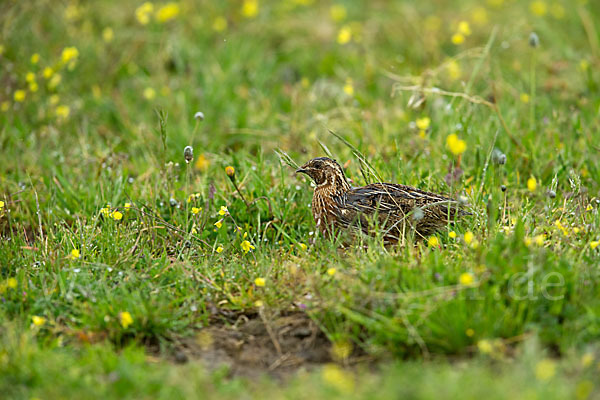 Wachtel (Coturnix coturnix)