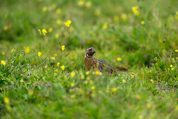 Wachtel (Coturnix coturnix)