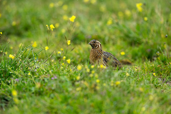 Wachtel (Coturnix coturnix)