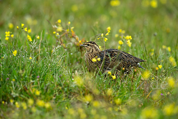 Wachtel (Coturnix coturnix)